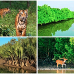 THE SUNDARBAN 