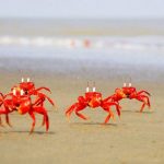 The Red Crab of the Sundarbans